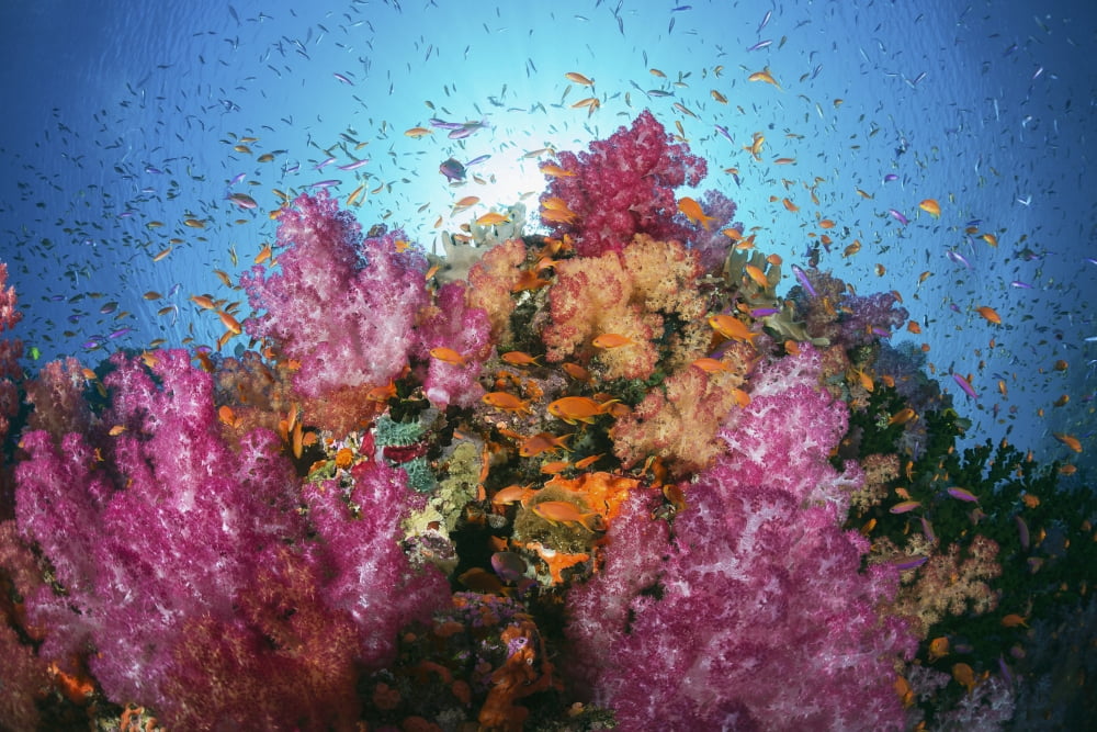 Fiji Alconarian And Gorgonian Coral With Schooling Anthias Canvas Art - Dave Fleetham Design Pics (19 x 12)