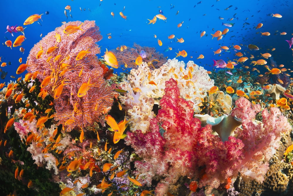 Fiji Alconarian And Gorgonian Coral With Schooling Anthias Canvas Art - Dave Fleetham Design Pics (38 x 24)