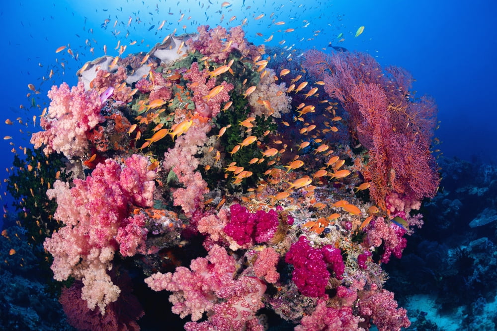 Fiji Alconarian And Gorgonian Coral With Schooling Anthias Canvas Art - Dave Fleetham Design Pics (38 x 24)
