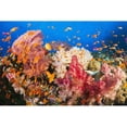 thumbnail image 1 of Fiji, Alconarian And Gorgonian Coral With Schooling Anthias. Poster Print (19 x 12), 1 of 3