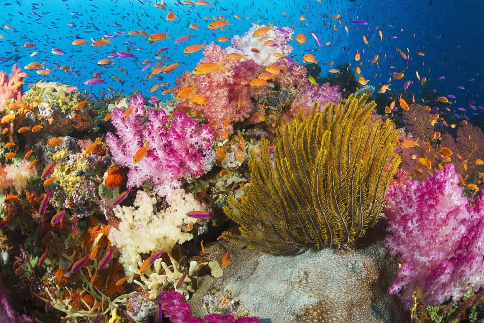 Fiji Alconarian Coral And A Crinoid Along With Schooling Anthias Canvas Art - Dave Fleetham Design Pics (38 x 24)