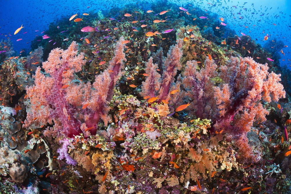 Fiji Alconarian Coral With Schooling Anthias Canvas Art - Dave Fleetham Design Pics (38 x 24)