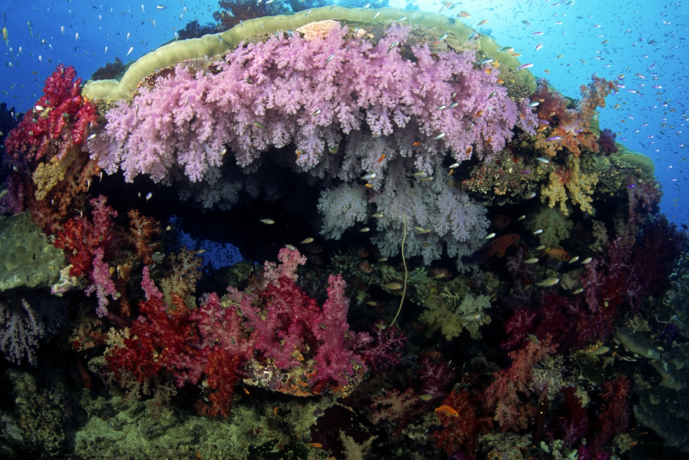 Fiji Alcyonarian coral Wakaya Island Canvas Art - Dave Fleetham Design Pics (34 x 22)