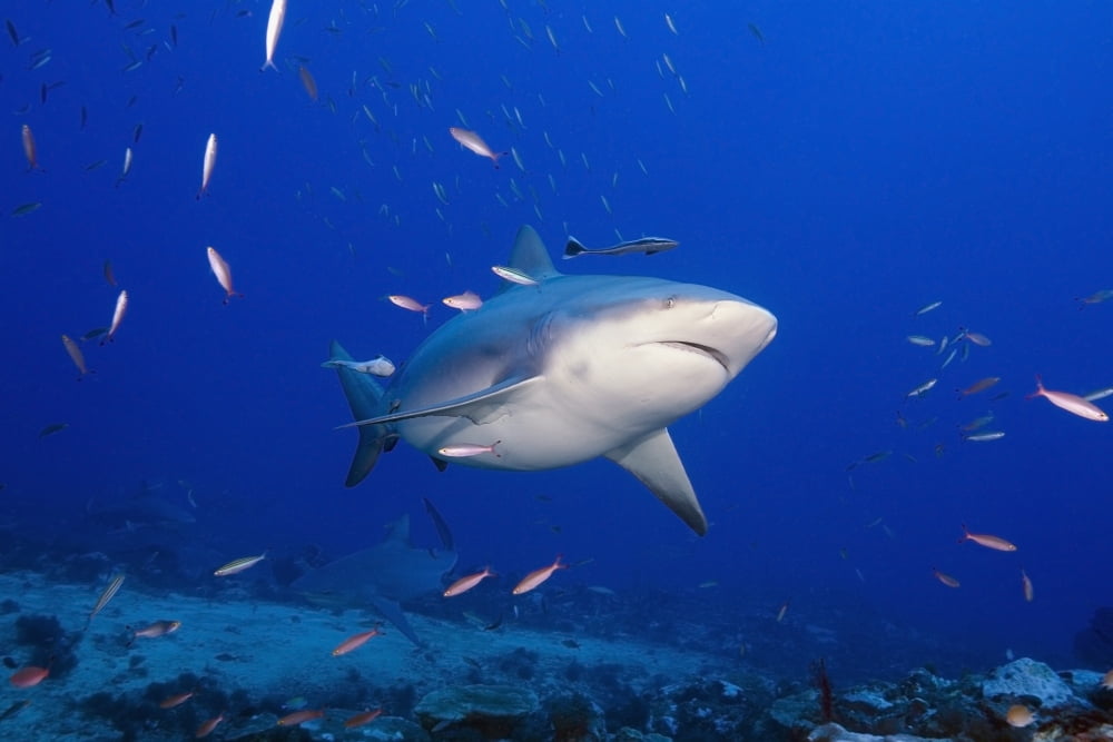 Fiji Bequ Lagoon Bull Shark (Carcharhinus Leucas) Canvas Art - Dave Fleetham Design Pics (19 x 12)