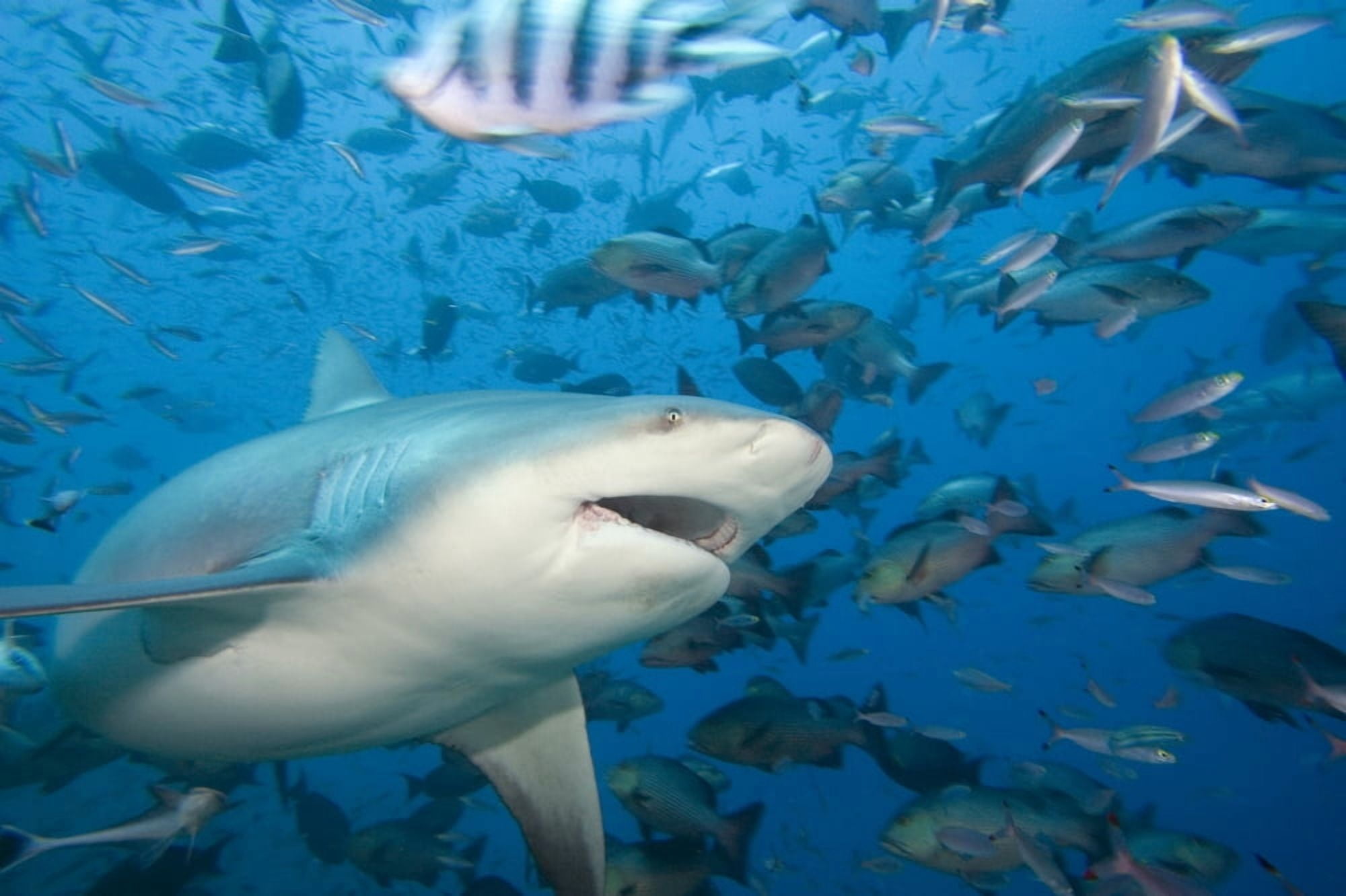 Fiji Bull shark (Carcharhinus leucas) among school of fish Bequ Lagoon Canvas Art - Dave Fleetham Design Pics (34 x 22)