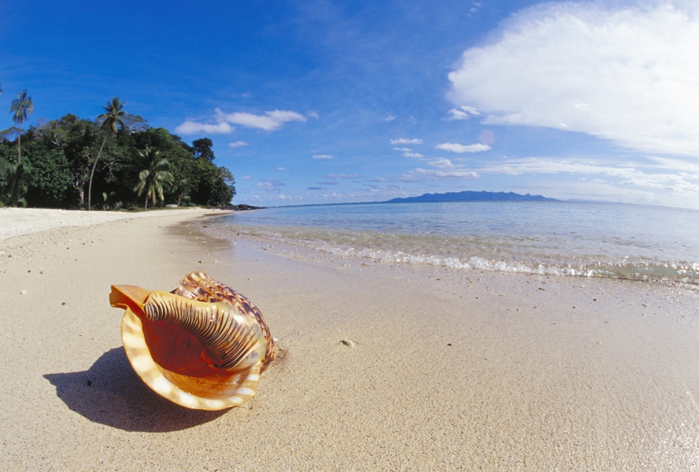 Fiji Charonia Tritonis A Tritons Trumpet Shell On Sandy Beach Beside Ocean Canvas Art - Dave Fleetham Design Pics (17 x 11)