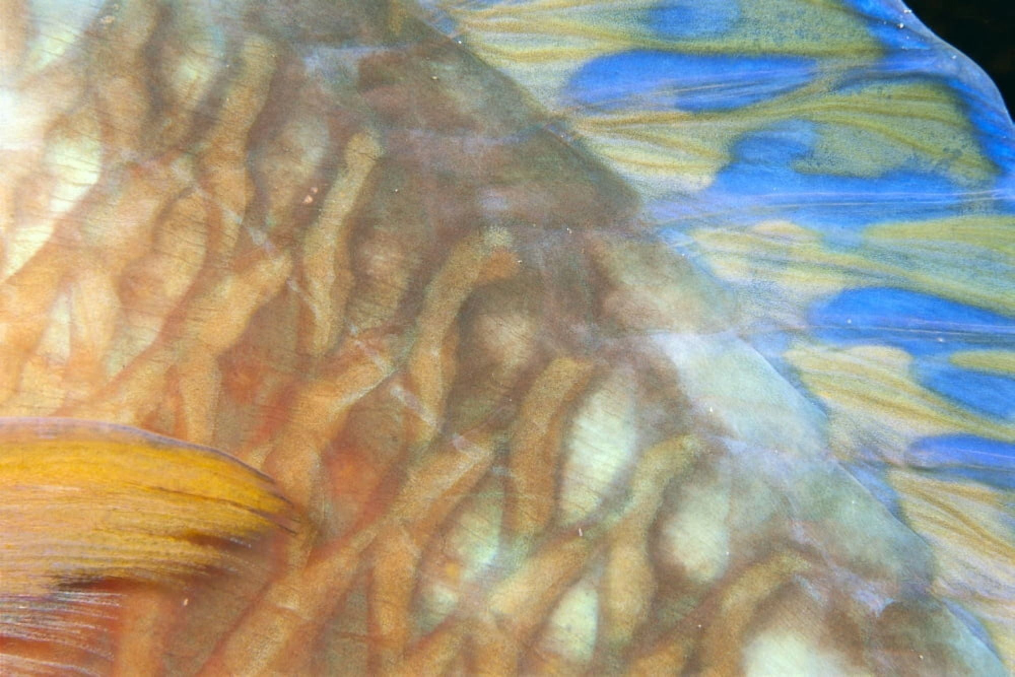 Fiji Close-Up Detail Of Female Parrotfish Fin And Scales (Scarus Dimidiatus) At Night Canvas Art - Dave Fleetham Design Pics (38 x 24)