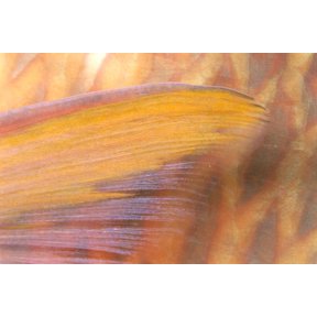 Fiji Close-Up Detail Of Pectoral Fin Female Parrotfish (Scarus Dimidiatus) At Night Canvas Art - Dave Fleetham Design Pics (19 x 12)