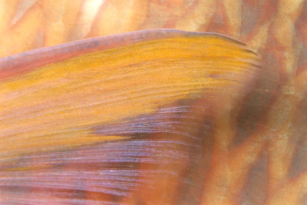 Fiji Close-Up Detail Of Pectoral Fin Female Parrotfish (Scarus Dimidiatus) At Night Canvas Art - Dave Fleetham Design Pics (38 x 24)