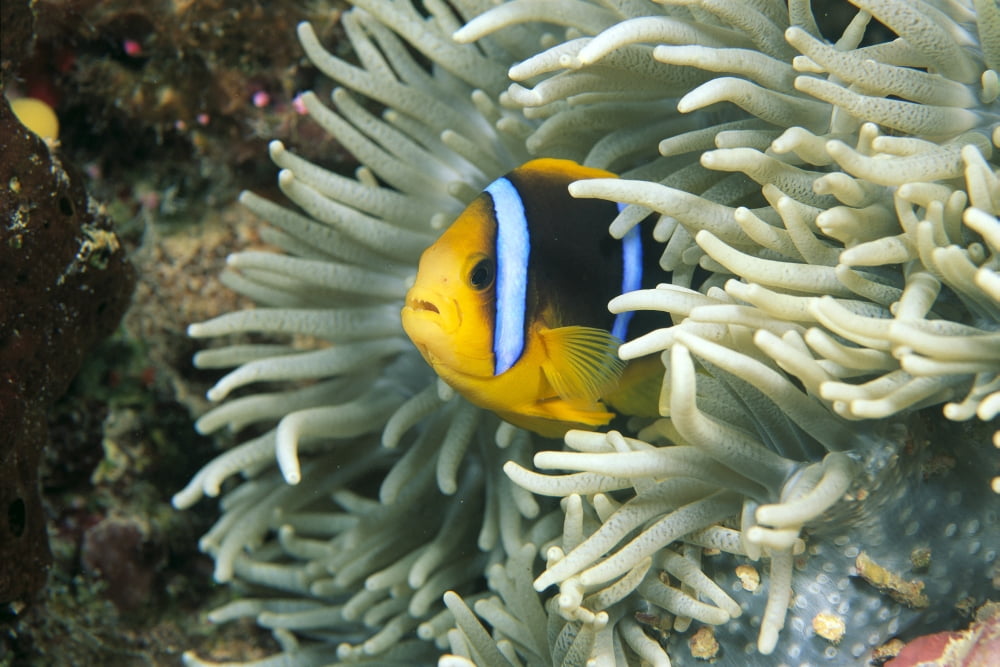 Fiji Close-Up Of Orange-Fin Anemonefish (Amphiprion Chrysopterus) In Anemone Canvas Art - Dave Fleetham Design Pics (19 x 12)