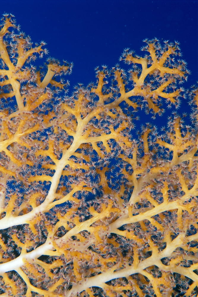Fiji Close-Up Of Soft Coral Showing Polyps Feeding (Siphonogorgia Sp) Canvas Art - Dave Fleetham Design Pics (24 x 38)