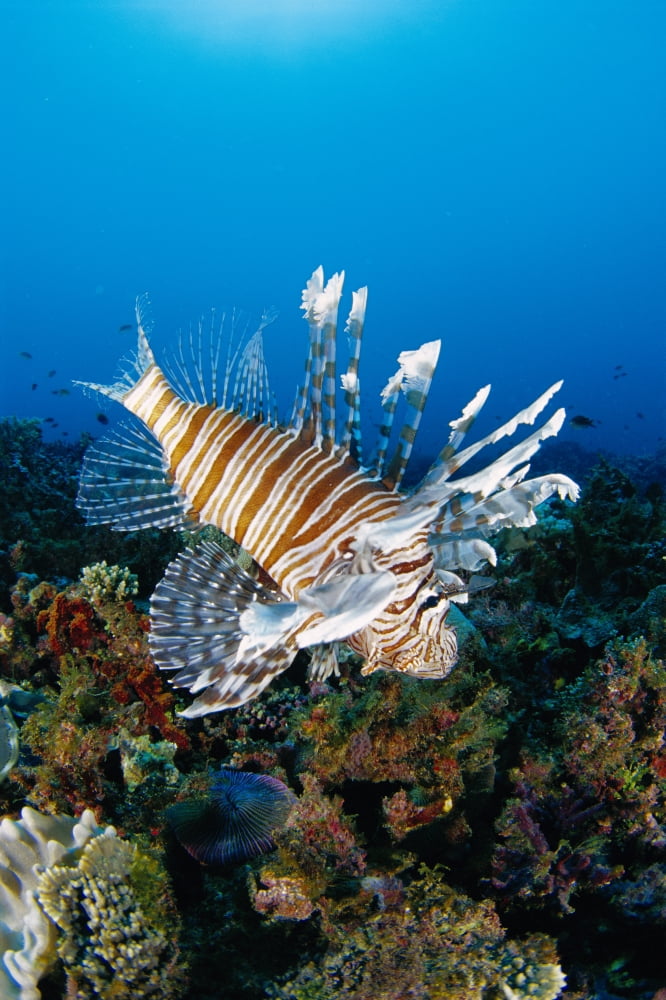 Fiji Close-Up Side View Lionfish Over Coral Reef With Blue Ocean (Pterois Volitans) Canvas Art - Dave Fleetham Design Pics (24 x 38)