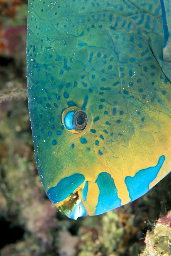Fiji Close-Up Side View Of Male Minifin Parrotfish (Scarus Altipinnis) At Night Canvas Art - Dave Fleetham Design Pics (12 x 19)