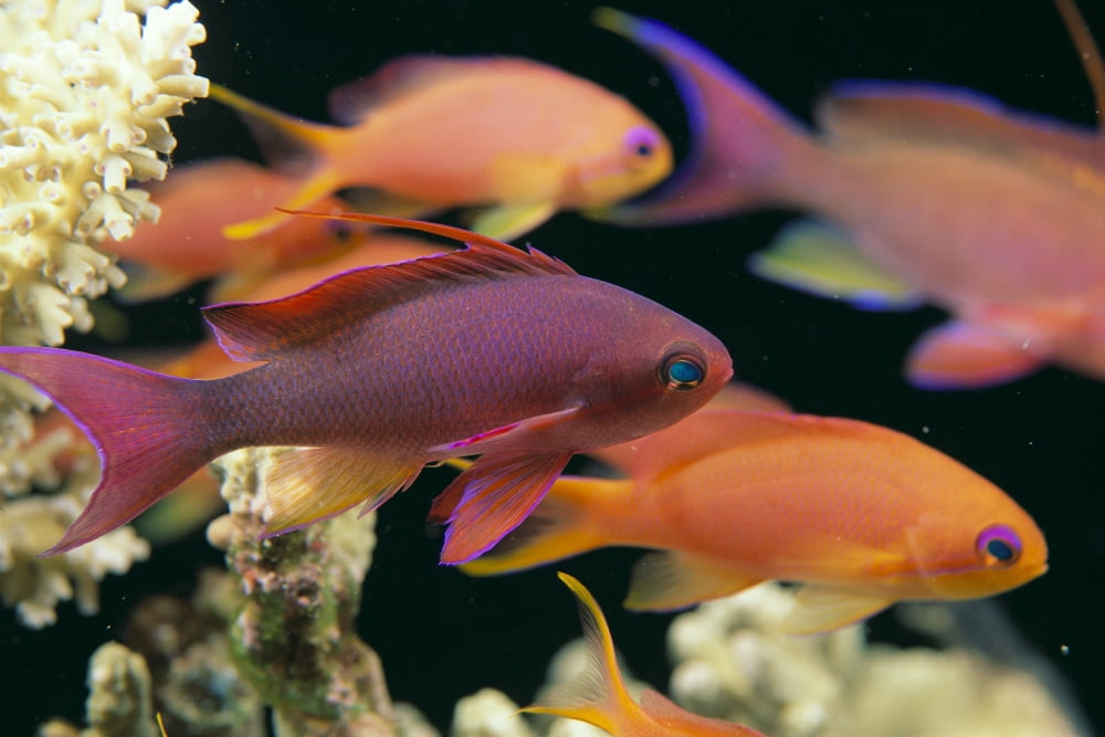 Fiji Close-Up Side View One Male And Several Female Lyretail Anthias (Pseudanthias Squammipinnis) Canvas Art - Dave Fleetham Design Pics (19 x 12)