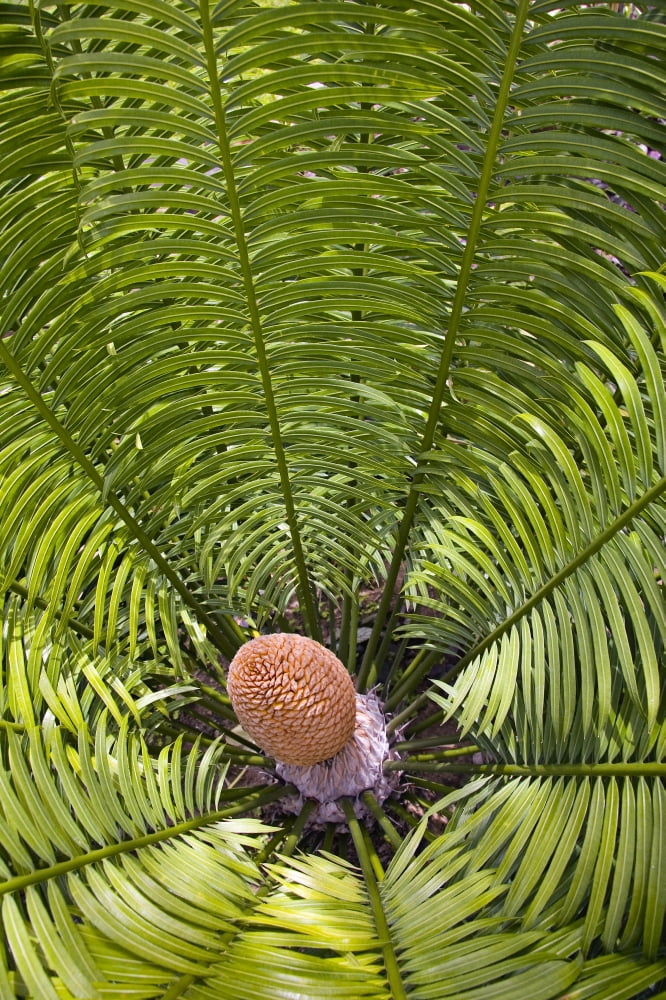 Fiji Close up of palm related plant Denarau Island Canvas Art - Dave Fleetham Design Pics (22 x 34)
