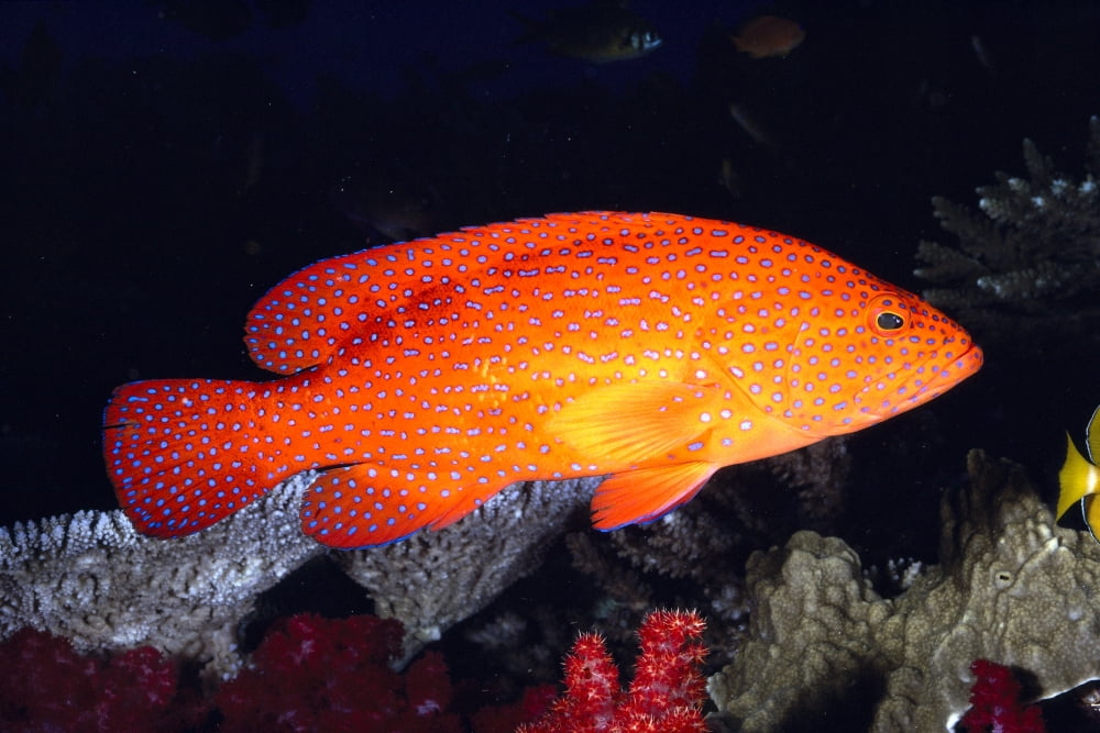 Fiji Coral Rock Cod (Cephalopholis Miniatus) B1948 Canvas Art - Ed Robinson Design Pics (19 x 12)