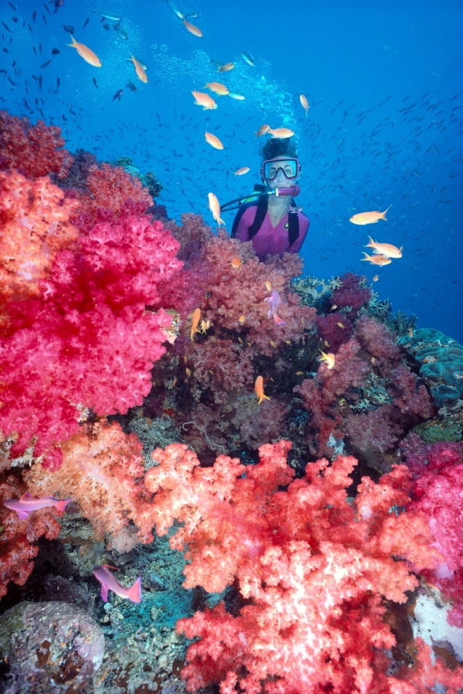 Fiji Diver in background of colorful soft coral reef scene with anthias Canvas Art - Doug Cameron Design Pics (26 x 40)