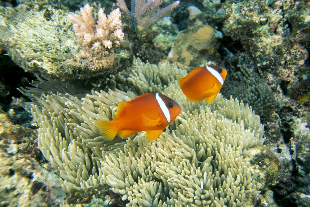 Fiji Dusky Clownfish Pair (Amphiprion Melanopus) Swim Over Anemone Canvas Art - Dave Fleetham Design Pics (19 x 12)