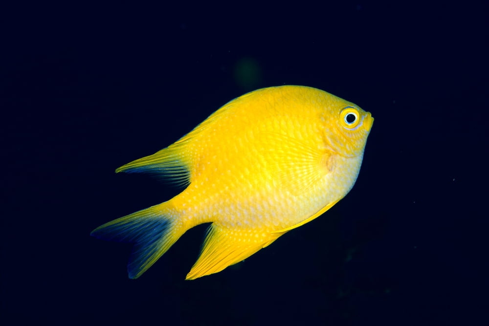 Fiji Golden Damselfish (Amblyglyphidodon Ureus) Swimming Upward Canvas Art - Dave Fleetham Design Pics (19 x 12)