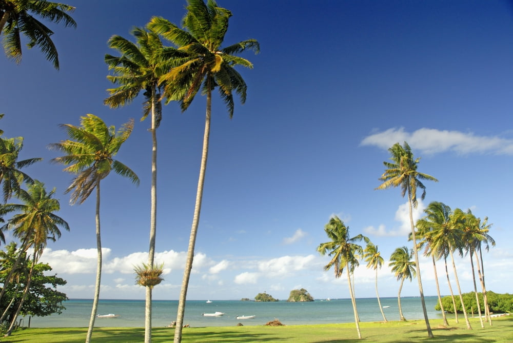 Fiji Grassy shoreline with tall palm trees along ocean with boats and small islands Taveuni Canvas Art - Himani Smeaton Design Pics (17 x 11)