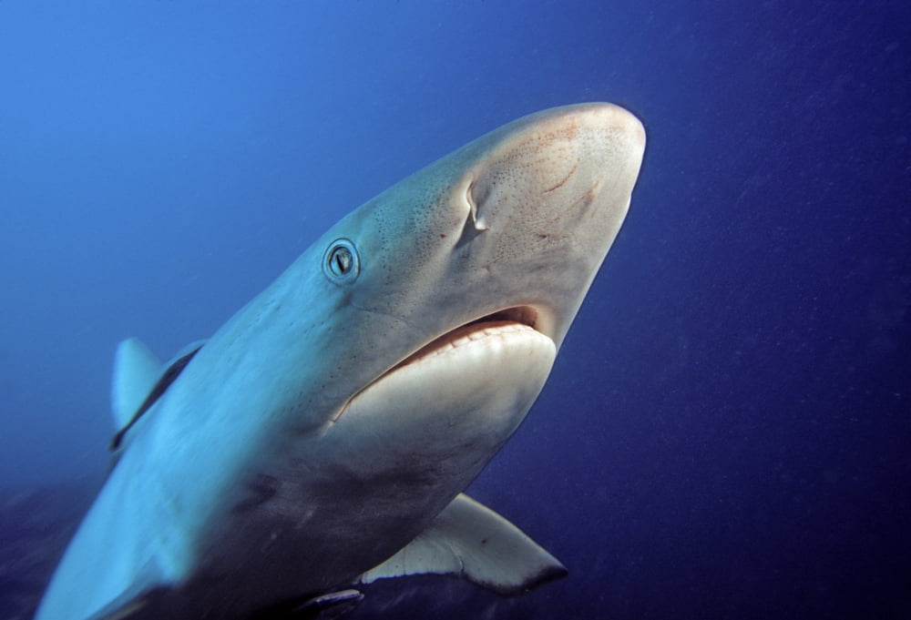 Fiji Gray Reef Shark (Carcharhinus Amblyrhynchos) Canvas Art - Dave Fleetham Design Pics (17 x 12)