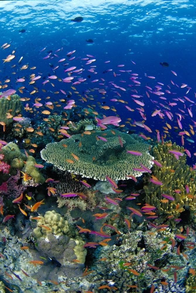 Fiji Hard Coral Reef Scene With School Lyretail Anthias (Pseudanthias Squamipinnis) Surface Visible Canvas Art - Dave Fleetham Design Pics (24 x 38)