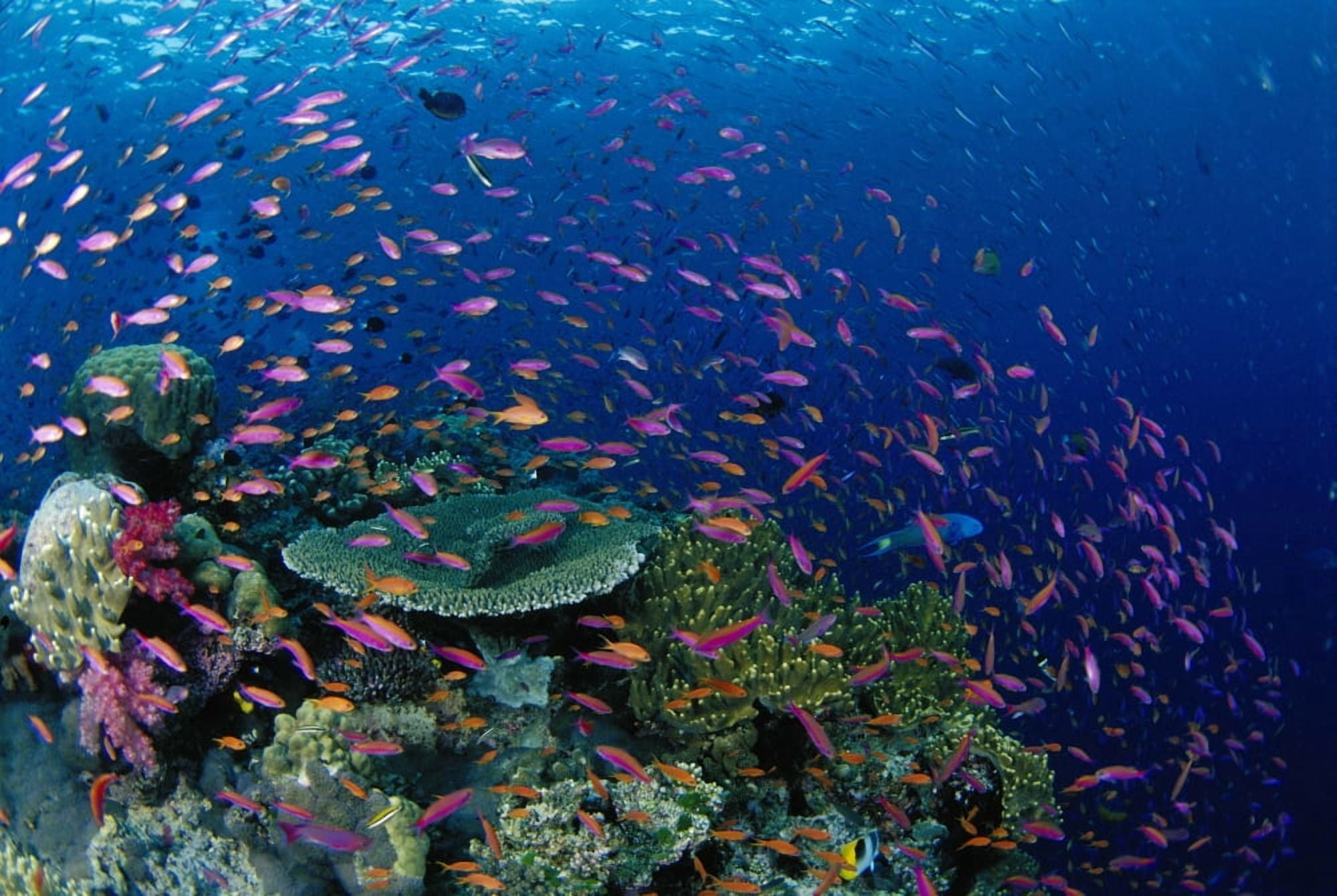 Fiji Hard Coral Reef Scene With School Lyretail Anthias Surface (Pseudanthias Squamipinnis) Canvas Art - Dave Fleetham Design Pics (19 x 12)