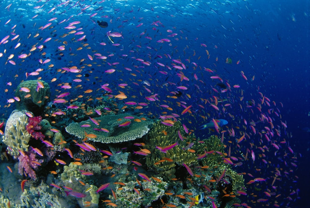 Fiji Hard Coral Reef Scene With School Lyretail Anthias Surface (Pseudanthias Squamipinnis) Canvas Art - Dave Fleetham Design Pics (38 x 24)