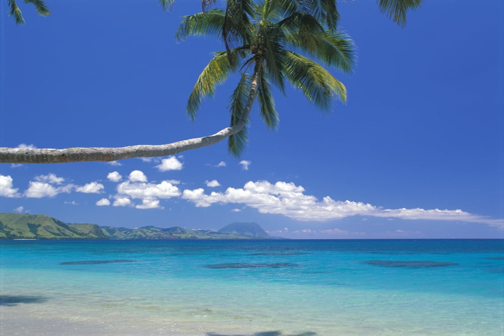 Fiji Kadavu Island Palm Tree Stretched Over Turquoise Coastline Canvas Art - Ron Dahlquist Design Pics (38 x 24)