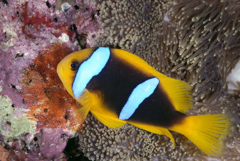 Fiji Lau Islands Anemone Fish And Eggs At Coral Reef Close-Up Side View A85A Canvas Art - Ed Robinson Design Pics (38 x 24)