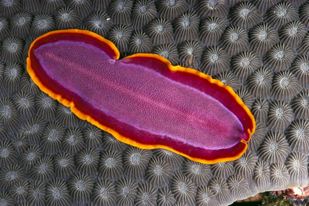 Fiji Lau Islands Flatworm (Unidentified) Pink With Red And Yellow Around Edge Canvas Art - Ed Robinson Design Pics (19 x 12)