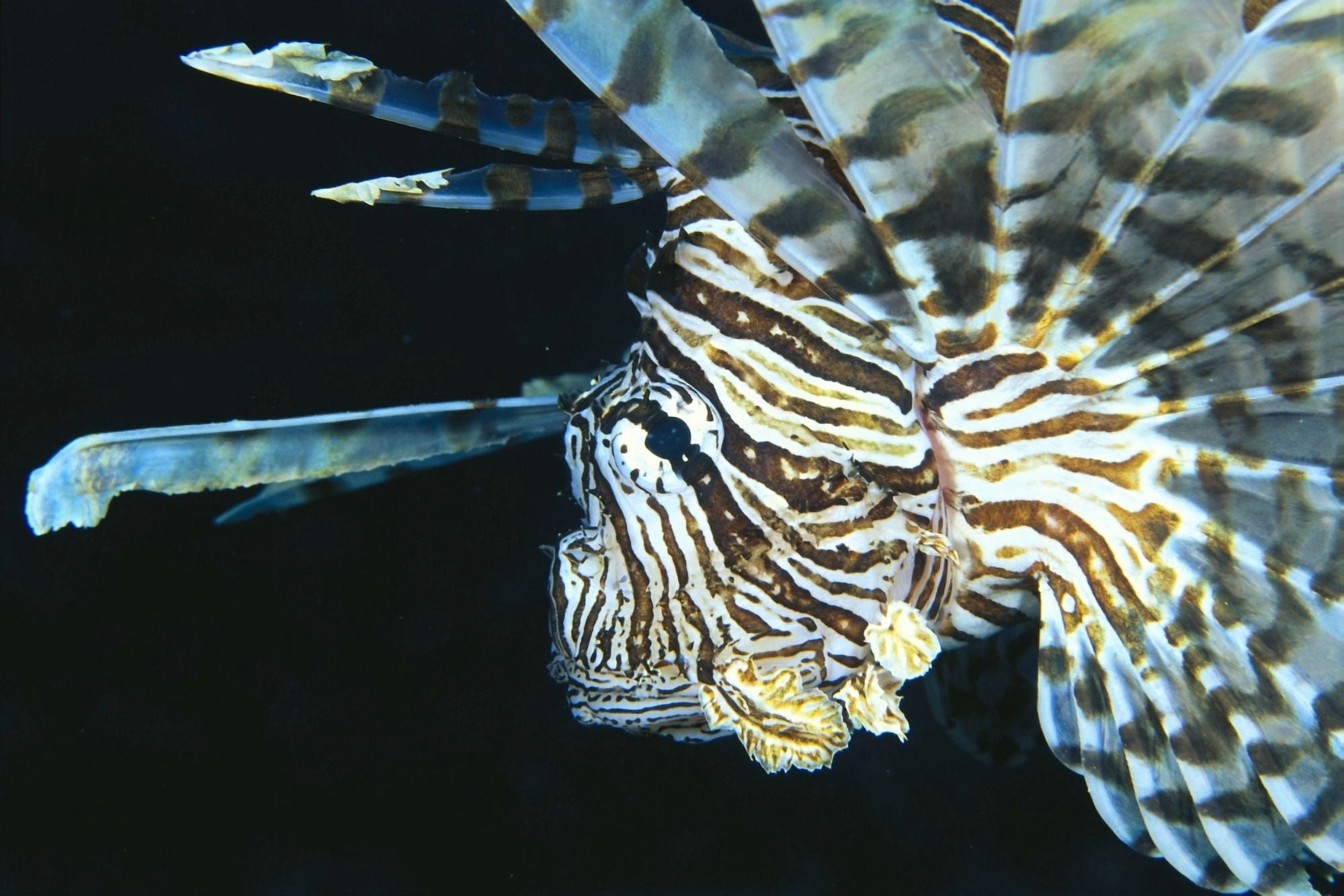 Fiji Lionfish (Pterois Volitans) Side View Head Detail Canvas Art - Dave Fleetham  Design Pics (38 x 24)