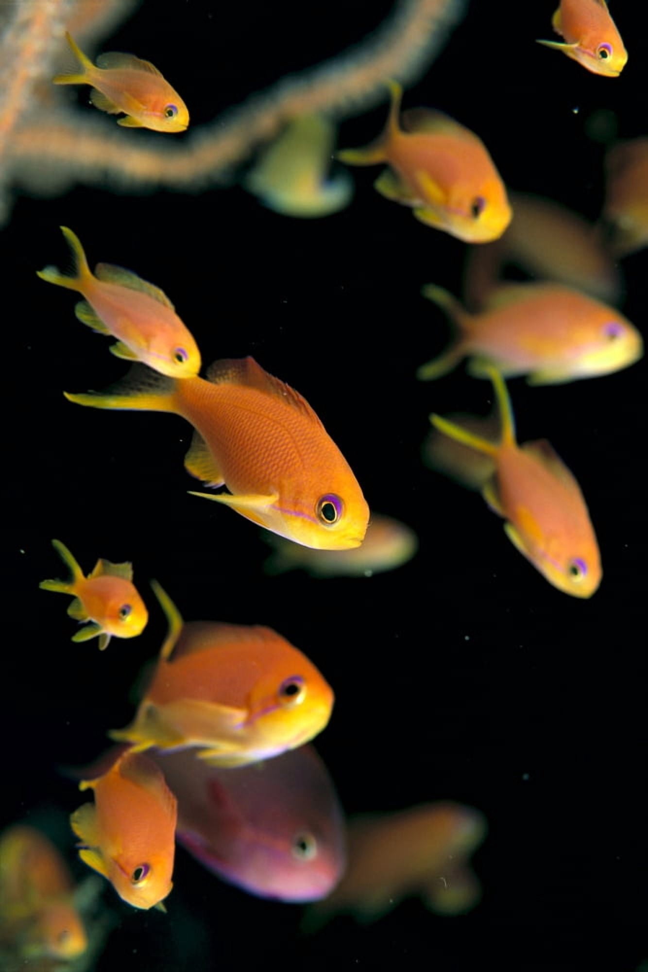 Fiji Many Female Lyretail Anthias (Pseudanthias Squammipinnis) Canvas Art - Dave Fleetham Design Pics (12 x 19)