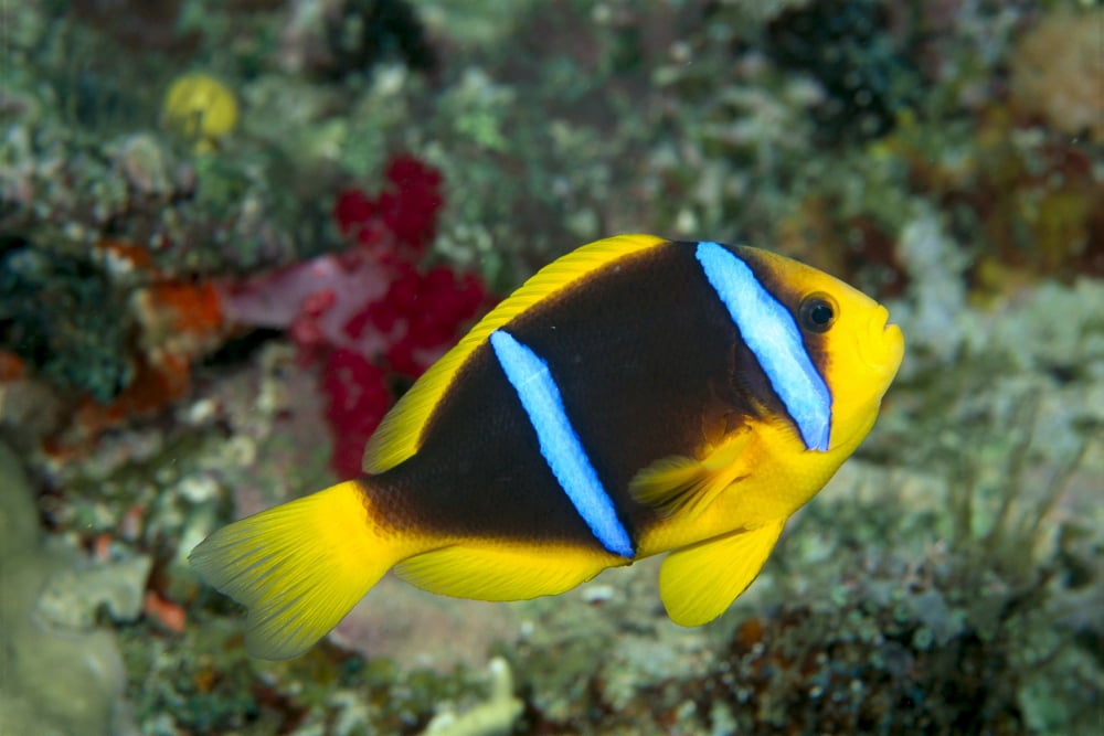 Fiji Orange-Fin Anemonefish (Amphiprion Chrysopterus) Close-Up Side View Canvas Art - Dave Fleetham Design Pics (38 x 24)