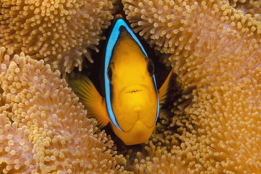 Fiji Orange Fin Anemonefish (Amphiprion Chrysopterus) Hiding In Its Host Anemone Canvas Art - Dave Fleetham Design Pics (38 x 24)