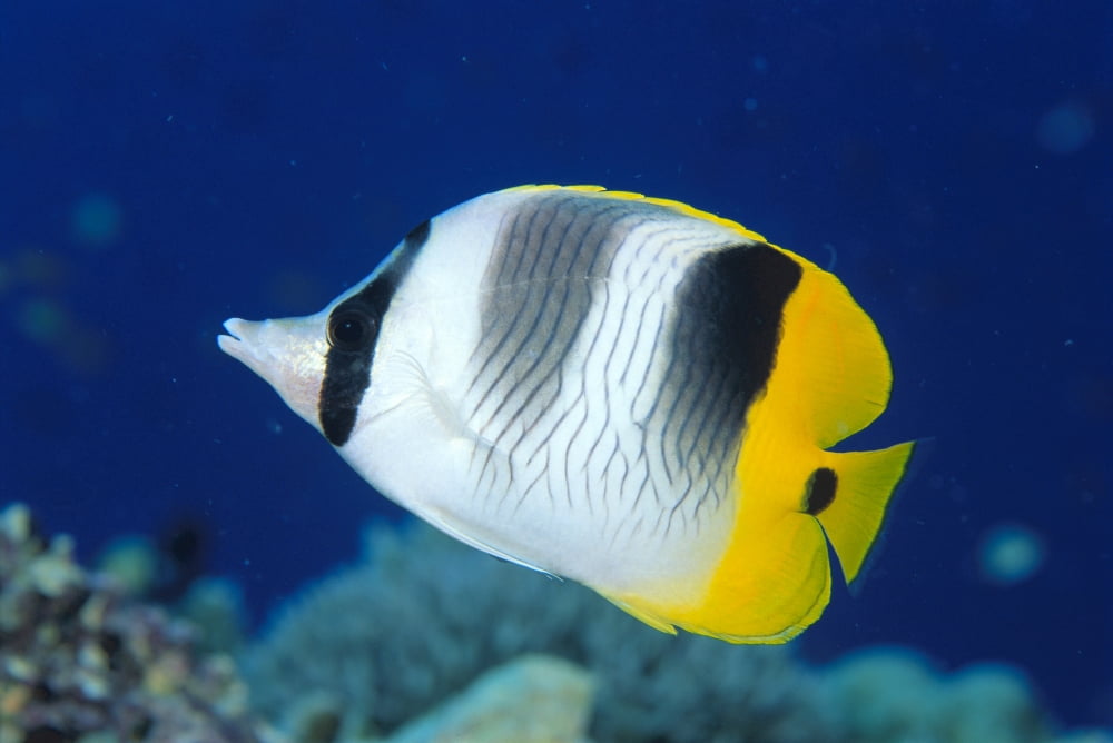 Fiji Pacific Double-Saddle Butterfly Fish (Chaetodon Ulietensis) Close-Up Side View Canvas Art - Dave Fleetham Design Pics (19 x 12)