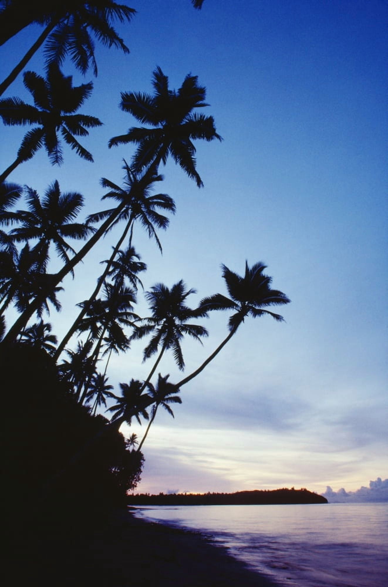 Fiji Palm Trees Line The Beach At Twilight Canvas Art - Robert Sablan Design Pics (24 x 38)