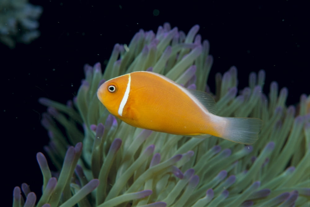 Fiji Pink Anemonefish (Amphiprion Perideraion) Side View Next To Anemone Canvas Art - Dave Fleetham Design Pics (38 x 24)