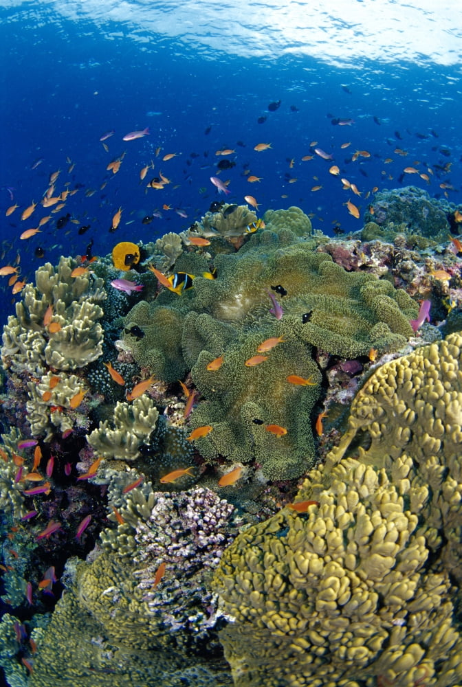 Fiji Reef Scene With Orange-Fin Anemonefish School Lyretail Anthias Surface Amphiprion Chrysopterus (Stichodactyla Mertensii) Pseudanthias Squamipinnis Canvas Art - Dave Fleetham Design Pics (12 x 19