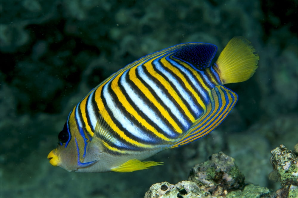 Fiji Regal Angelfish (Pygoplites Diacanthus) Close-Up Side View Canvas Art - Dave Fleetham Design Pics (19 x 12)