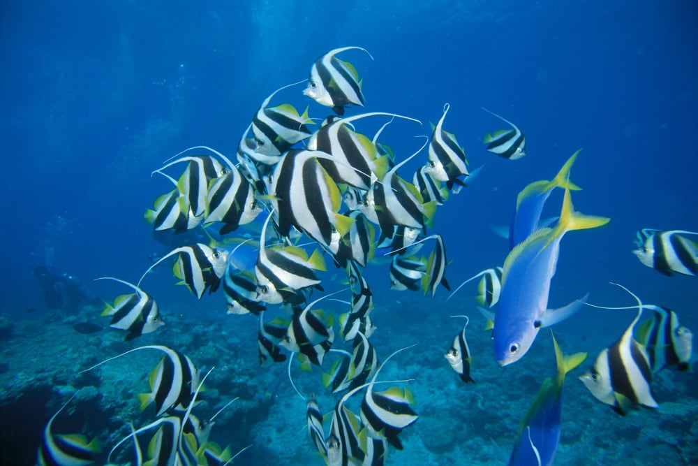 Fiji Schooling Longfin Bannerfish (Heniochus Acuminatus) Diver Background Canvas Art - Dave Fleetham Design Pics (19 x 12)