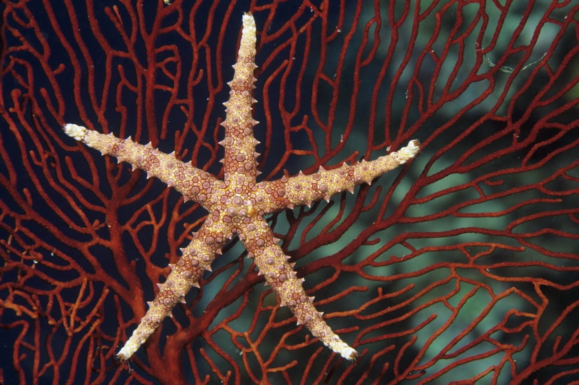 Fiji Seastar (Gomophia egyptiaca) on gorgonian coral (Melithaea sp) Canvas Art - Dave Fleetham Design Pics (17 x 11)