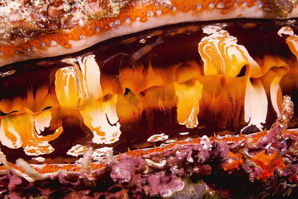 Fiji A Shrimp On The Mantle Of A Spondylus Or Thorny Oyster Shell (Sondylus Varians) A Bivalve Mollusk That Varies In Color Canvas Art - Dave Fleetham Design Pics (19 x 12)