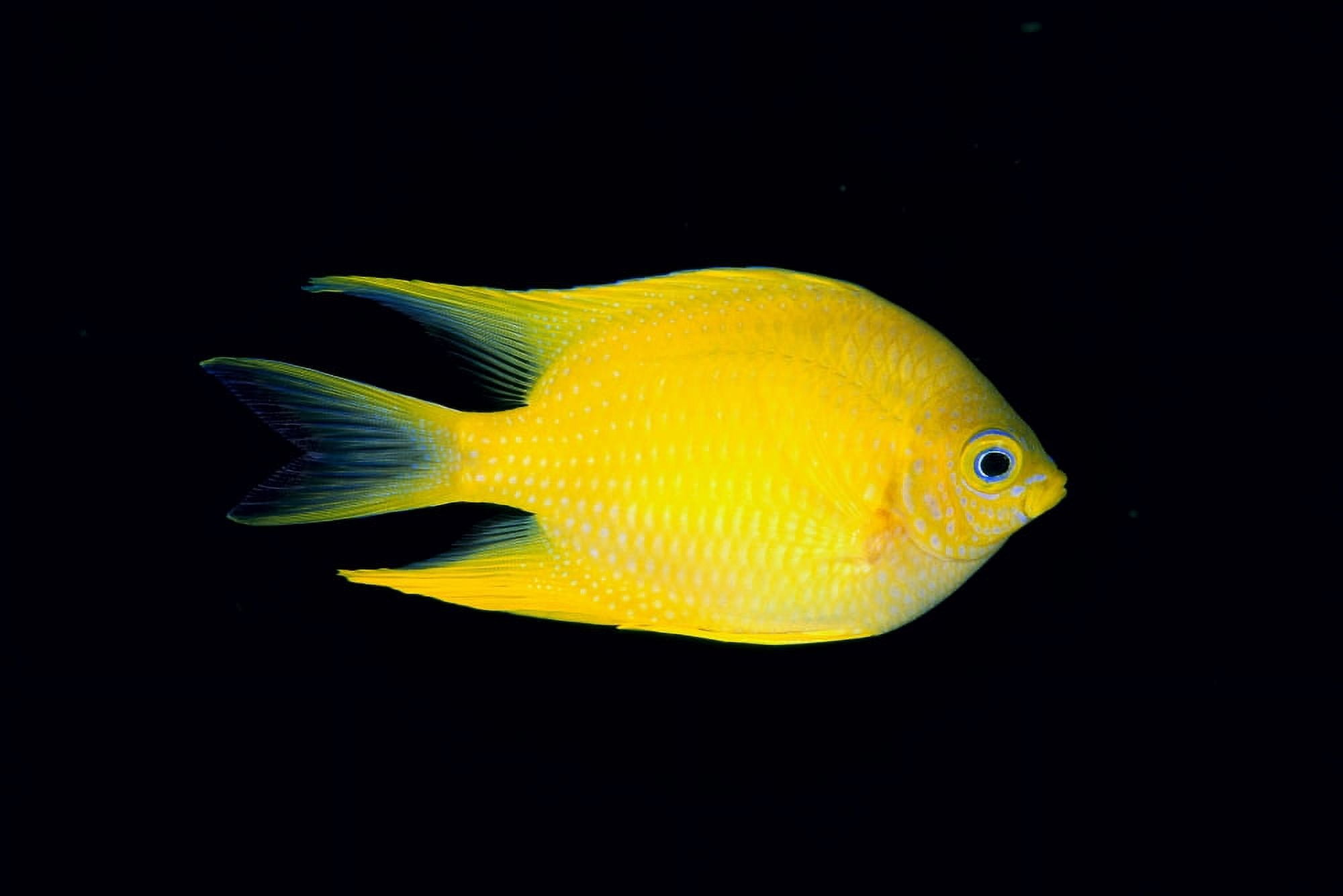 Fiji Side View Of Golden Damselfish (Amblyglyphidodon Aureus) Canvas Art - Dave Fleetham Design Pics (19 x 12)