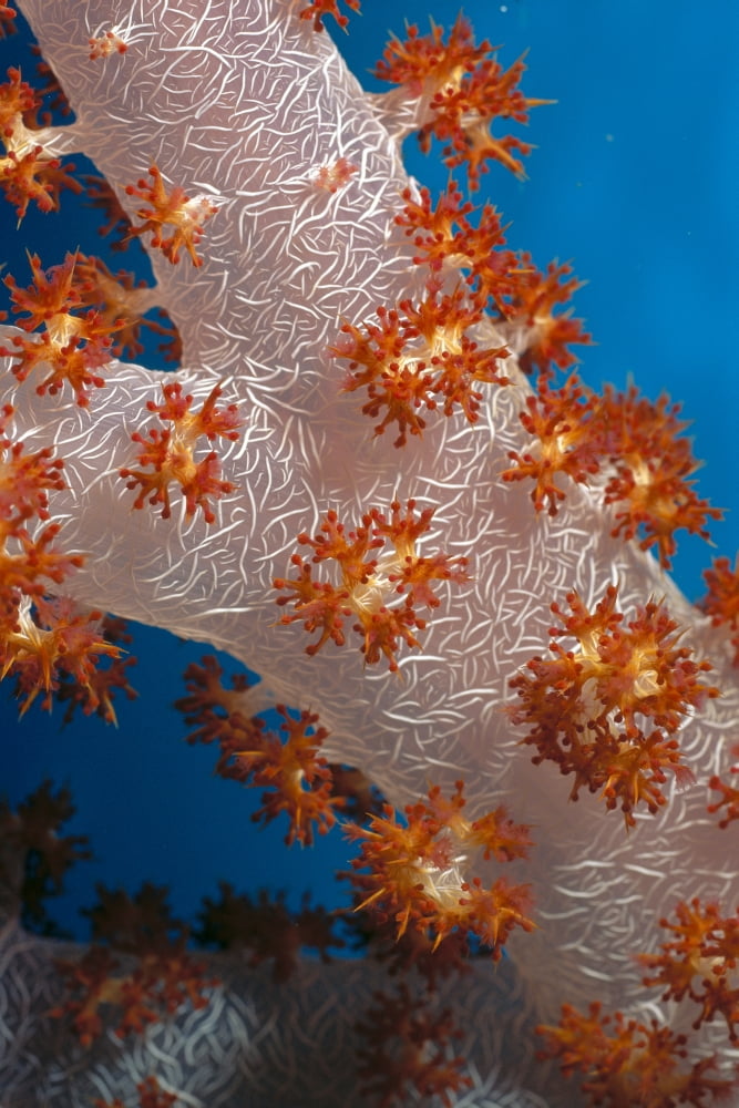 Fiji South Pacific Soft Coral Extreme Close-Up Detail A91G Canvas Art - Steve Rosenberg Design Pics (12 x 19)