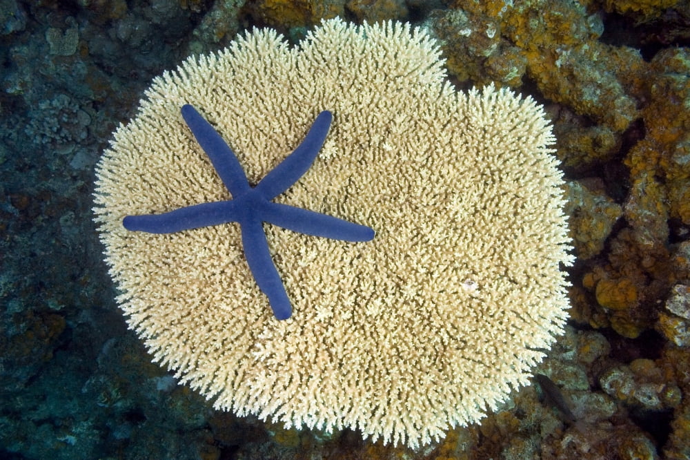 Fiji Starfish (Linckia Laevigata) on hard Plate Coral Vanua Levu Canvas Art - Dave Fleetham Design Pics (17 x 11)
