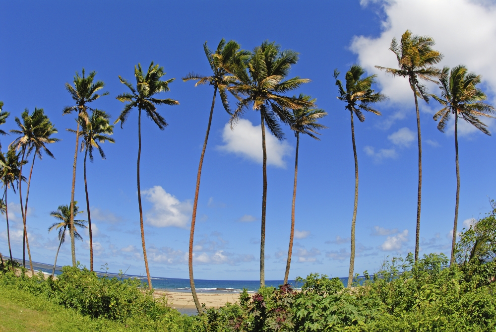 Fiji Tall Palm Trees Line A Tropical Beach Canvas Art - Himani Smeaton Design Pics (17 x 11)