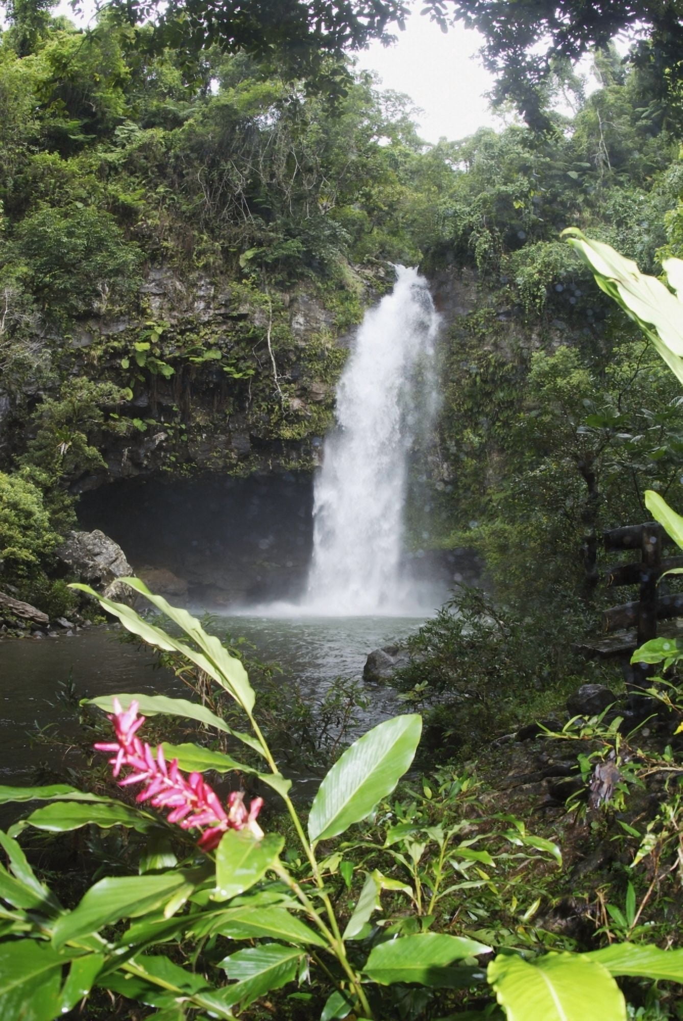 Fiji Taveuni Bouma National Heritage Park Tavoro Waterfall With Pink Ginger Blossom In Foreground Canvas Art - Himani Smeaton Design Pics (24 x 36)