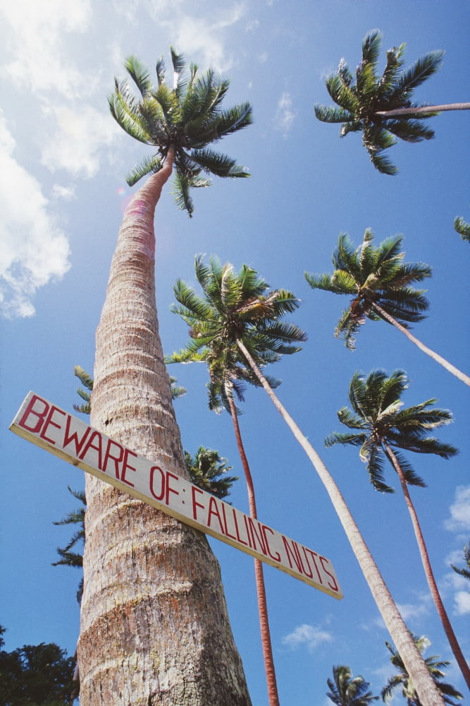 Fiji Vanua Levu Tall Coconut Trees And Sign Beware Of Falling Nuts Canvas Art - Robert Sablan Design Pics (24 x 38)