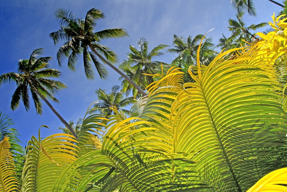 Fiji Viti Levu Detail of light green fern leaves in foreground with tall palms against blue sky behind Coral Coast Canvas Art - Himani Smeaton Design Pics (17 x 11)